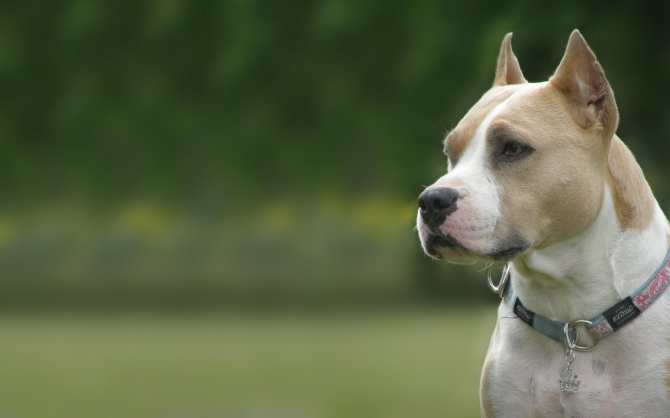 ALLEVAMENTO E CUCCIOLI AMSTAFF IN PUGLIA E BASILICATA - Allevamento AMSTAFF ITALIA