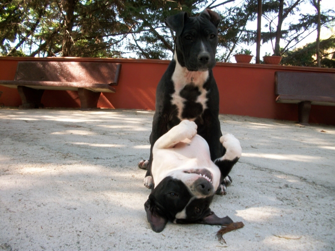 Cuccioli di Amstaff American Staffordshire Terrier a Bari in Puglia - Allevamento AMSTAFF ITALIA