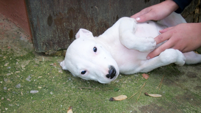 Cuccioli di Amstaff American Staffordshire Terrier a Brindisi Lecce e in Puglia - Allevamento AMSTAFF ITALIA