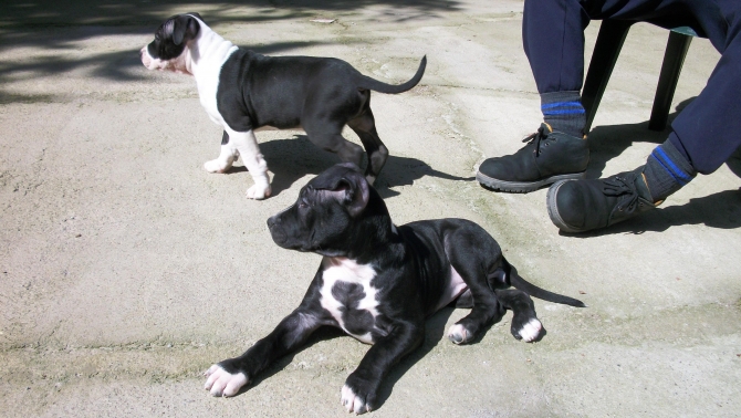 Cuccioli di Amstaff American Staffordshire Terrier a Bari e in Puglia - Allevamento AMSTAFF ITALIA