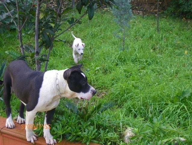 ALLEVAMENTO E CUCCIOLI AMSTAFF IN BASILICATA POTENZA MATERA - Allevamento AMSTAFF ITALIA