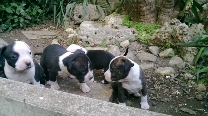 Cuccioli di AMSTAFF Puglia Foggia Barletta Andria Bari Taranto Brindisi Lecce - Allevamento AMSTAFF ITALIA