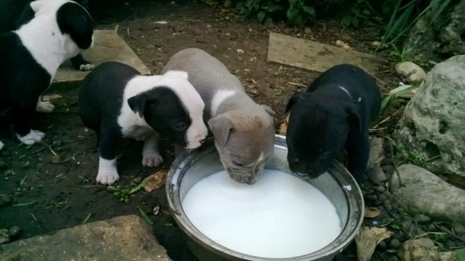Cuccioli di American Staffordshire Terrier Amstaff in Puglia - Allevamento AMSTAFF ITALIA