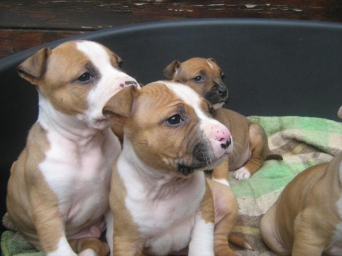 Cuccioli di Amstaff American Staffordshire Terrier a Taranto in Puglia - Allevamento AMSTAFF ITALIA