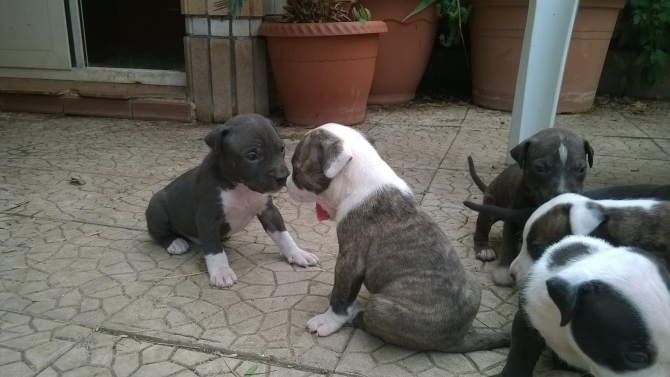 Cuccioli di Amstaff American Staffordshire Terrier a Bari e in Puglia - Allevamento AMSTAFF ITALIA