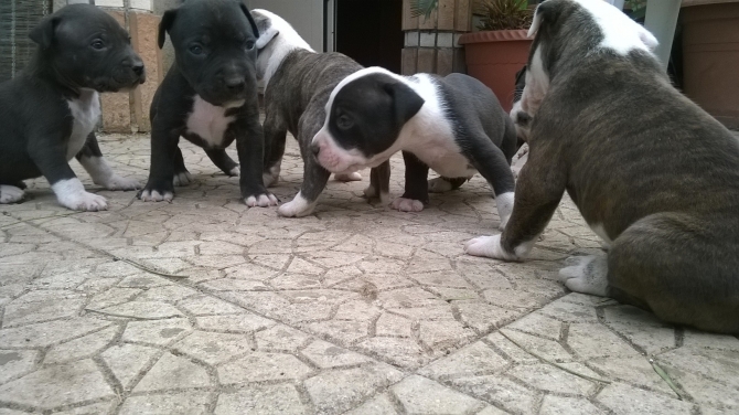 Cuccioli di Amstaff American Staffordshire Terrier a Taranto in Puglia - Allevamento AMSTAFF ITALIA