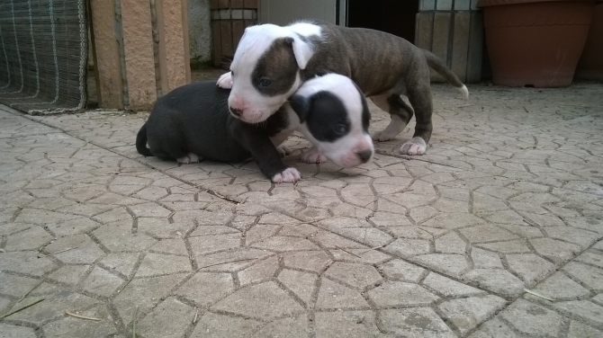 Allevamento e Cuccioli di Amstaff vicino Foggia Cerignola San Severo Ortanova - Allevamento AMSTAFF ITALIA