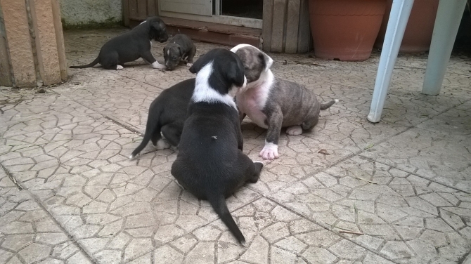 Allevamento e Cuccioli di Amstaff vicino Foggia Cerignola San Severo Ortanova - Allevamento AMSTAFF ITALIA