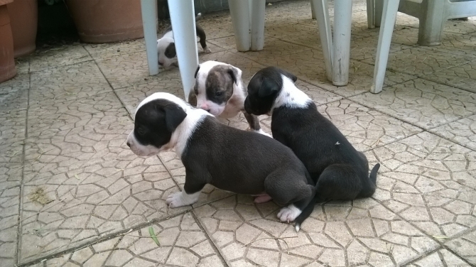 Allevamento American Staffordshire Terrier e Cuccioli di Amstaff a Foggia - Allevamento AMSTAFF ITALIA