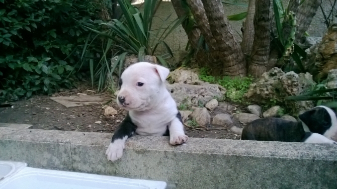 Cuccioli di AMSTAFF Puglia Foggia Barletta Andria Bari Taranto Brindisi Lecce - Allevamento AMSTAFF ITALIA