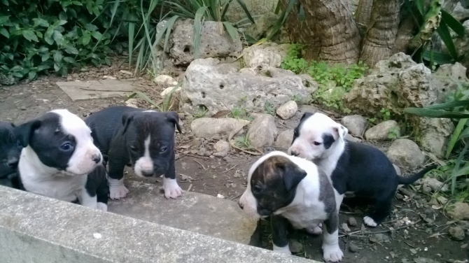 AMSTAFF ITALIA ALLEVAMENTO e CUCCIOLI a FOGGIA e in PUGLIA - Allevamento AMSTAFF ITALIA