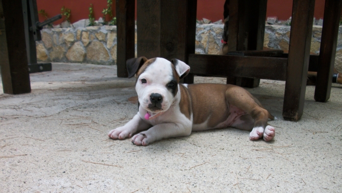 Cuccioli di Amstaff a Taranto e provincia e in Puglia - Allevamento AMSTAFF ITALIA