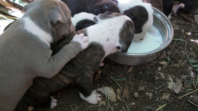 AMSTAFF ITALIA ALLEVAMENTO e CUCCIOLI a Lecce e provincia e in PUGLIA - Allevamento AMSTAFF ITALIA