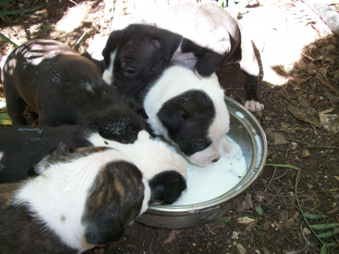 Allevamento e Cuccioli Amstaff a Lecce e provincia e in Puglia - Allevamento AMSTAFF ITALIA