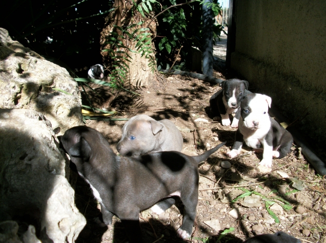 Allevamento e Cuccioli di American Staffordshire Terrier Amstaff a Lecce - Allevamento AMSTAFF ITALIA