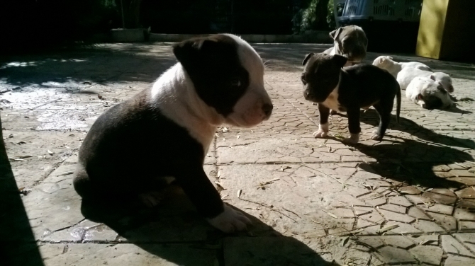 Allevamento e Cuccioli di American Staffordshire Terrier a Lecce - Allevamento AMSTAFF ITALIA