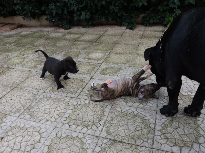 Allevamento Amstaff Puglia - Allevamento AMSTAFF ITALIA