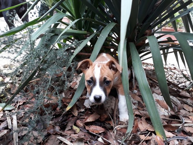 Cuccioli di Amstaff American Staffordshire Terrier a Lecce e in Puglia - Allevamento AMSTAFF ITALIA