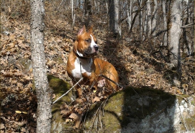 Allevamento e Cuccioli di razza Amstaff con pedigree ENCI in Puglia e Basilicata - Allevamento AMSTAFF ITALIA