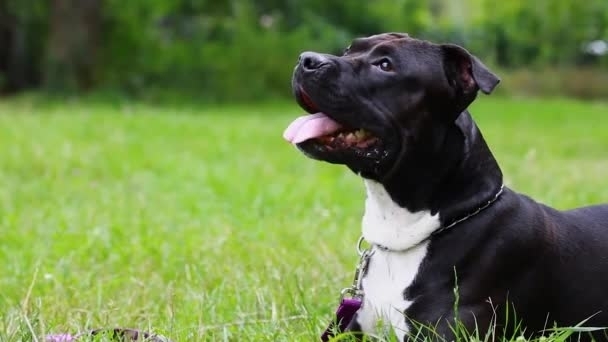 Addestratore e Addestramento Cani Puglia zona Bitonto Bitritto Sannicandro Bari - Allevamento AMSTAFF ITALIA