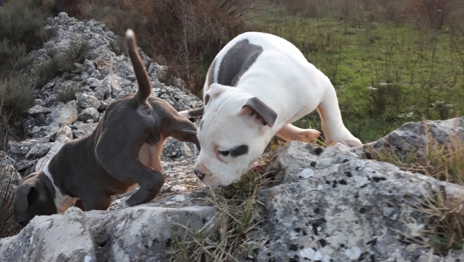 VIDEO ALLEVAMENTO AMSTAFF ITALIA  BARLETTA ANDRIA FOGGIA POTENZA BARI TARANTO - Allevamento AMSTAFF ITALIA