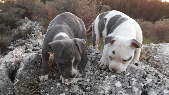 VIDEO CUCCIOLI AMERICAN STAFFORDSHIRE TERRIER IN ITALIA PUGLIA BASILICATA - Allevamento AMSTAFF ITALIA