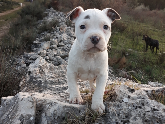 VIDEO CUCCIOLI AMERICAN STAFFORDSHIRE TERRIER IN ITALIA CALABRIA LAZIO CAMPANIA - Allevamento AMSTAFF ITALIA