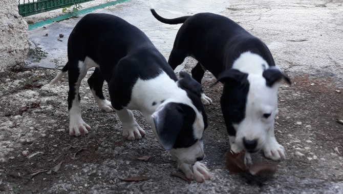 Cuccioli di Amstaff American Staffordshire Terrier a Brindisi Lecce e in Puglia - Allevamento AMSTAFF ITALIA