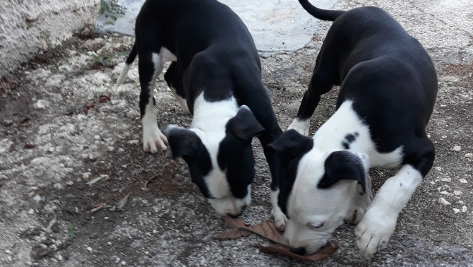 Cuccioli di Amstaff American Staffordshire Terrier a Brindisi Lecce e in Puglia - Allevamento AMSTAFF ITALIA