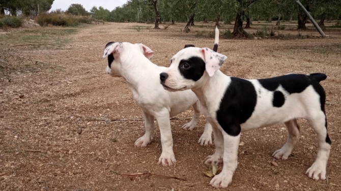 Cuccioli di Amstaff American Staffordshire Terrier a Brindisi e in Puglia - Allevamento AMSTAFF ITALIA